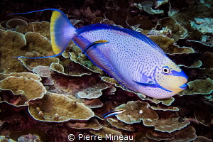 Vlaming's unicorn fish at cleaning station by Pierre Mineau 